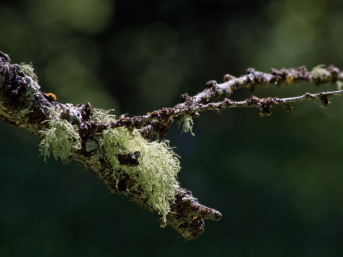 Medicinal Lichens: Indigenous Knowledge and Modern Pharmacology